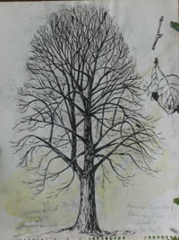 Tree studies 2